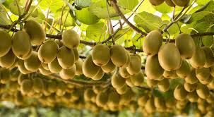 برای تقویت ایمنی بدن کدام مواد غذایی را مصرف کنیم؟