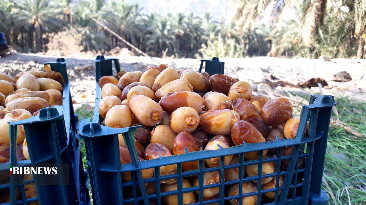 آغاز برداشت رطب نوبرانه در استان بوشهر