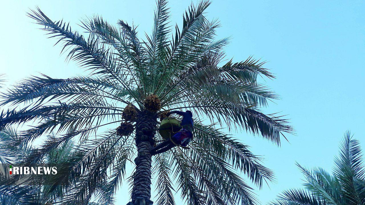 آغاز برداشت رطب نوبرانه در استان بوشهر