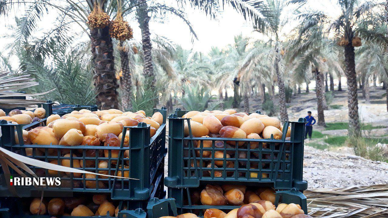 آغاز برداشت رطب نوبرانه در استان بوشهر