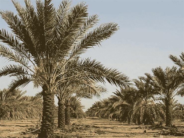 رهاسازی آب به نخلستان‌های شادگان