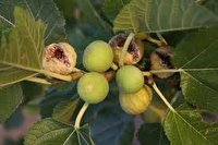 خلاصه مهم‌ترین خبر‌های امروز فارس