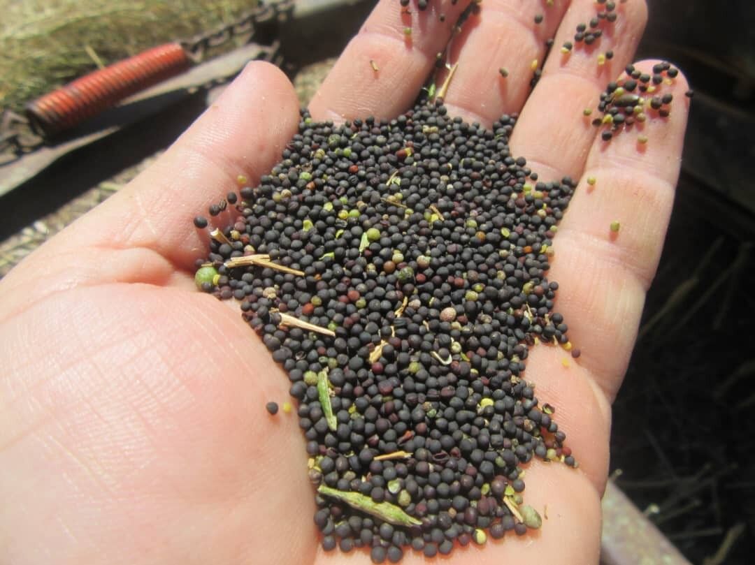 «کلزا» دانه‌ای سیاه با اقتصاد طلایی