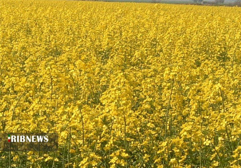 آغاز کشت پاییزه کلزا در مهاباد آغاز کشت پاییزه کلزا در مهاباد