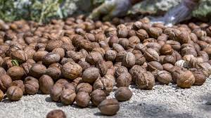 آغاز برداشت گردو در گیلان+آلبوم