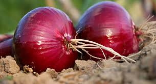 پیشبینی برداشت ۱۶۶هزار تن پیشبینی برداشت ۱۶۶هزار تن