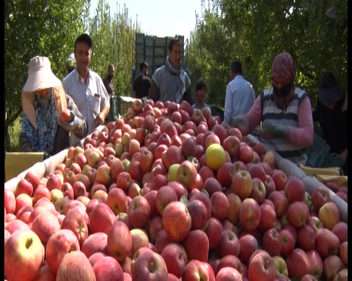برچسب خارجی بر دسترنج باغدار ایرانی
