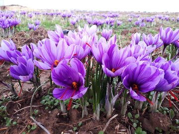 رونق کشاورزی در گچساران با کشت زعفران