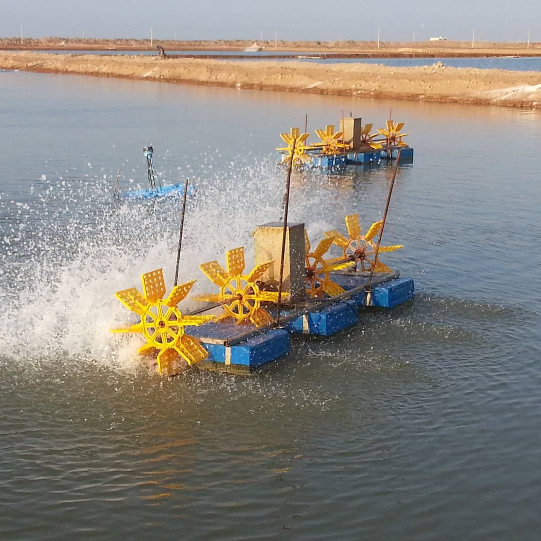 گزارش مکتوب .... زحمت صیدان میگو در جیب دلالان