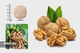 سقوط آزاد گردو تکانان در شهر جهانی گردو