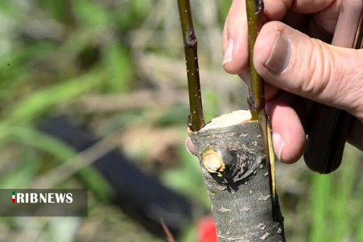 سقوط آزاد گردو تکانان در شهر جهانی گردو