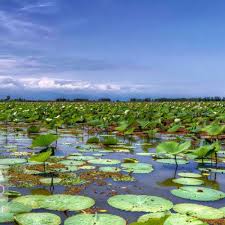 تالابها پویاترین اکوسیستم های جهان