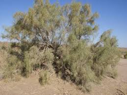 تخصیص ۵۴ میلیارد ریال اعتبار برای طرح نهالکاری در اراضی بیابانی تخصیص ۵۴ میلیارد ریال اعتبار برای طرح نهالکاری در اراضی بیابانی