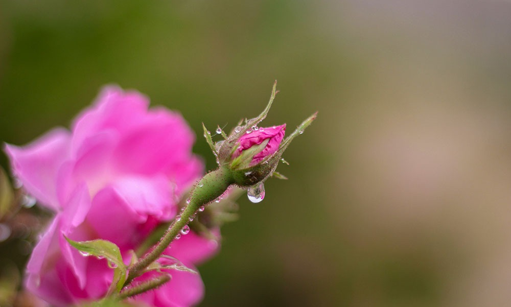 پیش بینی برداشت ۴۵۰ تن گل محمدی از گلستان&zwnj;های کرمانشاه