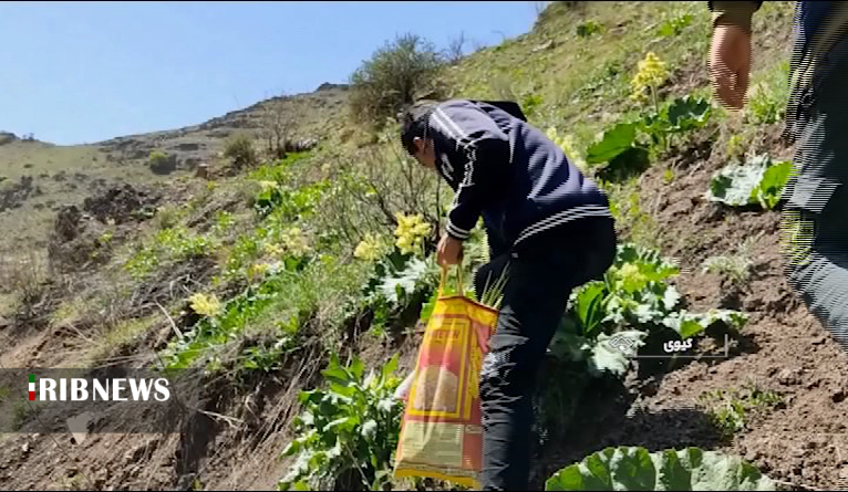 خوردن این گیاه چربی را می سوزاند و چین و چرک را از بین می برد