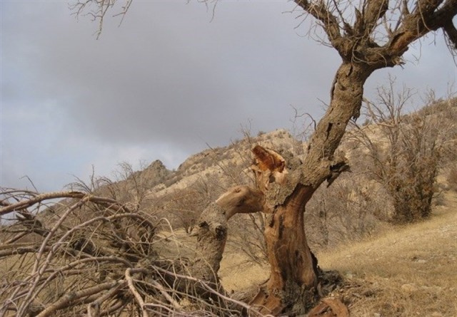 خشک شدن باغات روستای دهدر طالقان