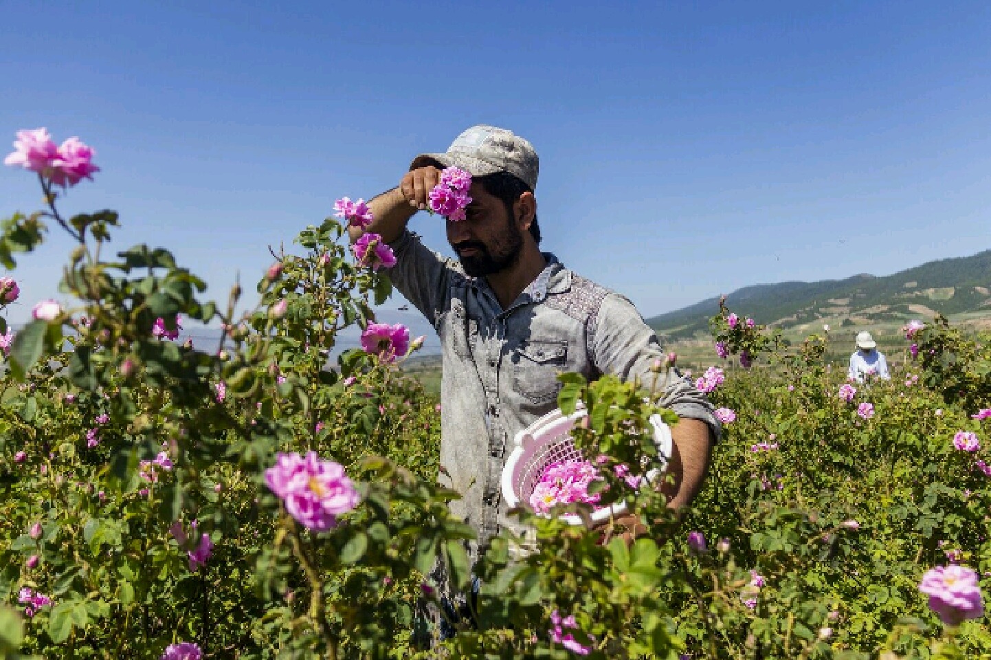 آغاز برداشت گل محمدی از مزارع تایباد