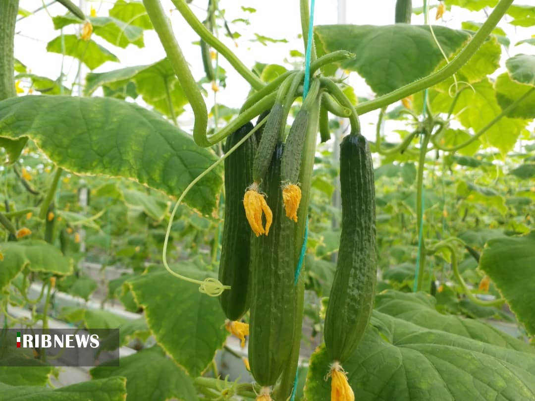 کشت گلخانه ای؛ محصول با کیفیت و اشتغال پایدار