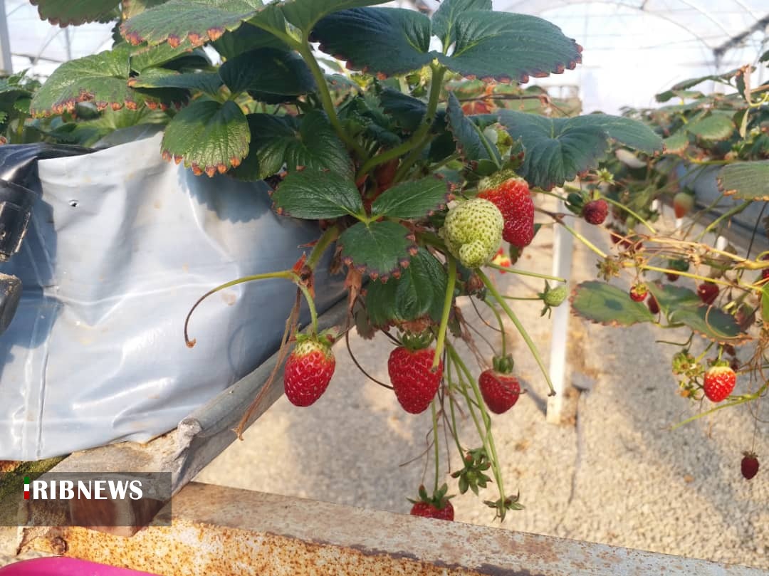 کشت گلخانه ای؛ محصول با کیفیت و اشتغال پایدار