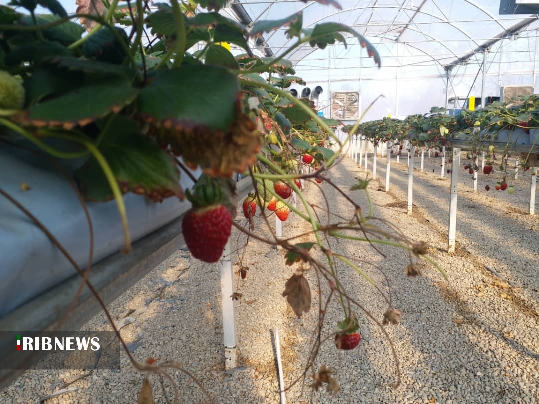 کشت گلخانه ای؛ محصول با کیفیت و اشتغال پایدار