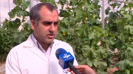 قطع وابستگی به واردات بذر با تولید بذر‌های هیبریدی