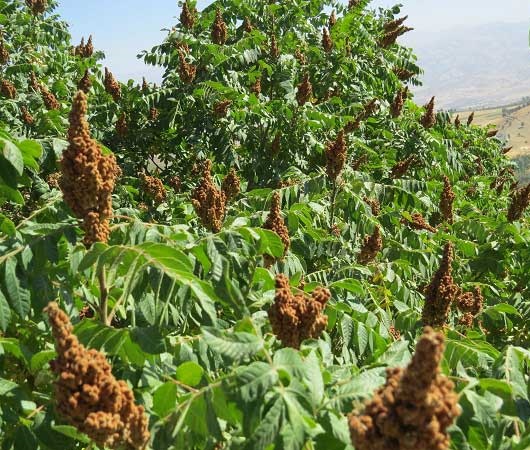 فواید اعجاب انگیز سماق