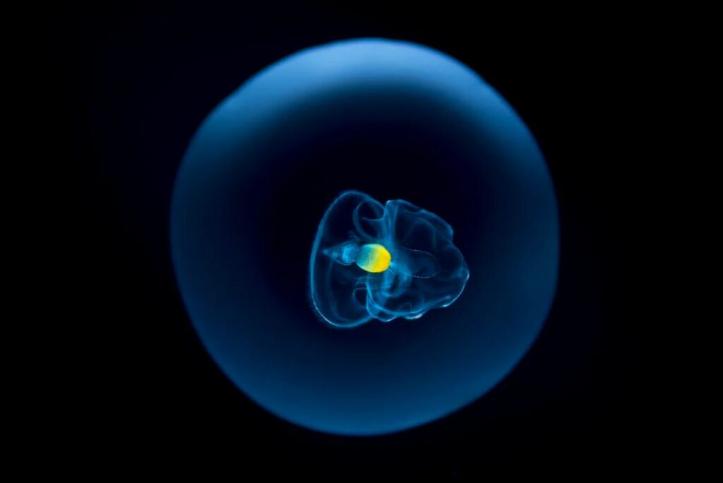 زندگی درون یک قطره آب دریا