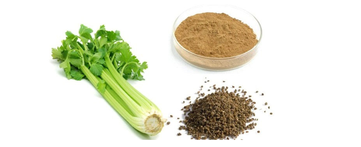 خواص شگفت انگیز «دانه کرفس» «دانه کرفس»