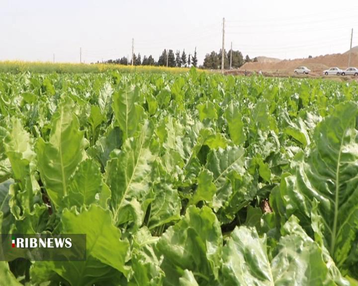 بازدید مجری طرح چغندرقند کشور از مزارع چغندر قند