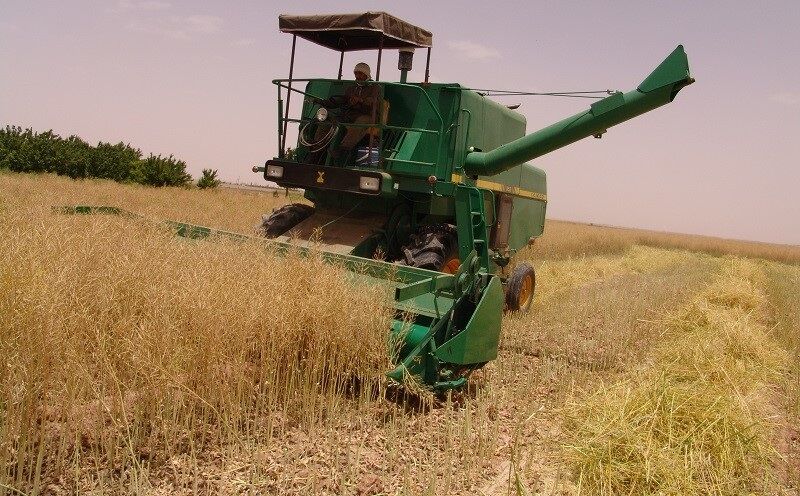 ۱۵۸ هزار هکتار از مزارع کشاورزی استان قزوین به زیر کشت گندم می‌رود