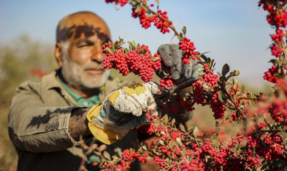 خرید حدود ۵۰۰ تُن یاقوت سرخ در قطب تولید این محصول در جهان