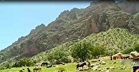 روز‌های پایانی کوچ عشایر در کرمانشاه