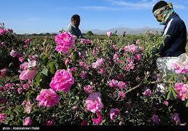 اغاز برداشت گل محمدی از گلستانهای سردسیری