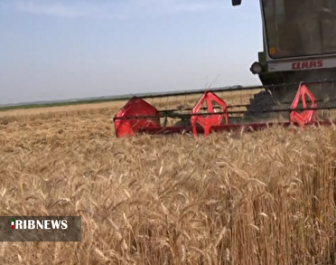 آغاز برداشت محصول راهبردی گندم از مز ارع مغانسر