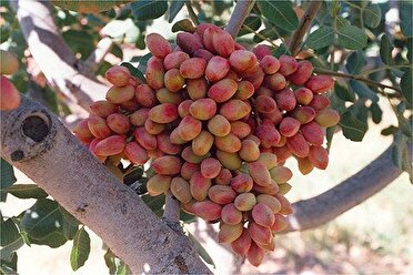 اختصاص ۲۲ هکتار از باغ‌های بهار همدان به کشت پسته