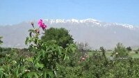 خردادماه؛ موسم برداشت گل محمدی از بوستان های بروجرد