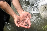رها سازی بچه ماهیان استخوانی و خاویاری در خزر از سواحل گلستان  