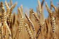 عبور خرید تضمینی گندم از مرز ۳ میلیون تُن