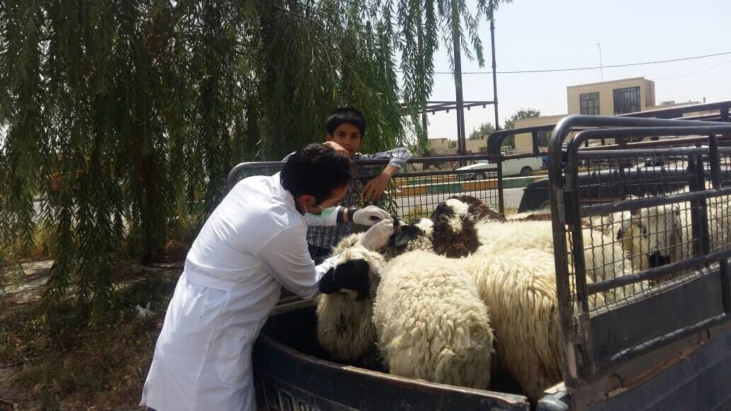 نظارت بهداشتی بر ذبح قربانی در دزفول