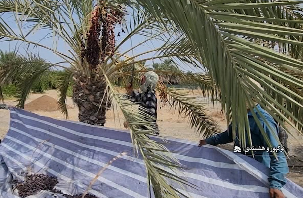 برداشت ۴ هزار تن خرما از نخلستان‌های توکهور و هشتبندی