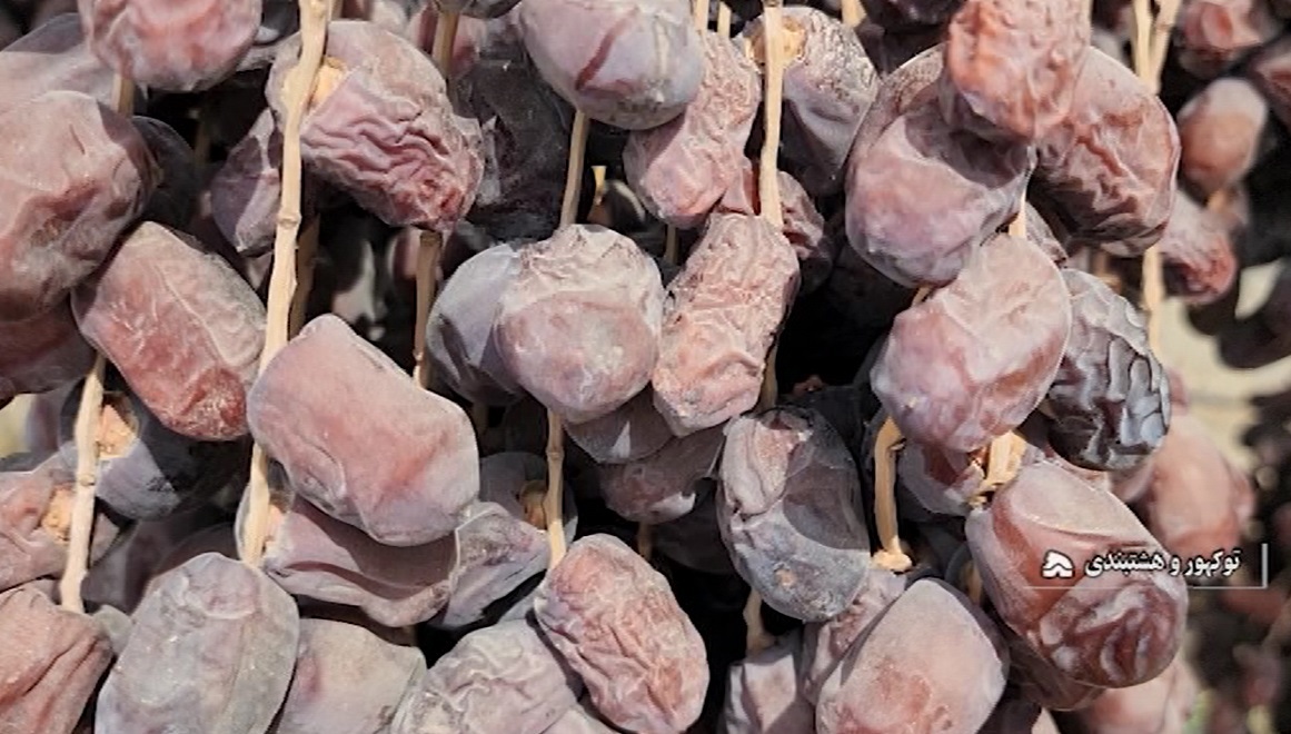 برداشت ۴ هزار تن خرما از نخلستان‌های توکهور و هشتبندی