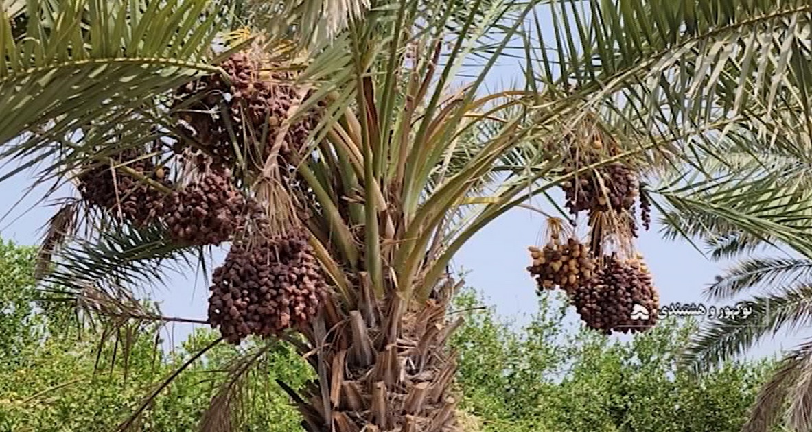 برداشت خرما