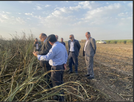 افزایشی ۵۰ درصدی تولید شکر در واحدهای هشتگانه نیشکر افزایشی ۵۰ درصدی تولید شکر در واحدهای هشتگانه نیشکر