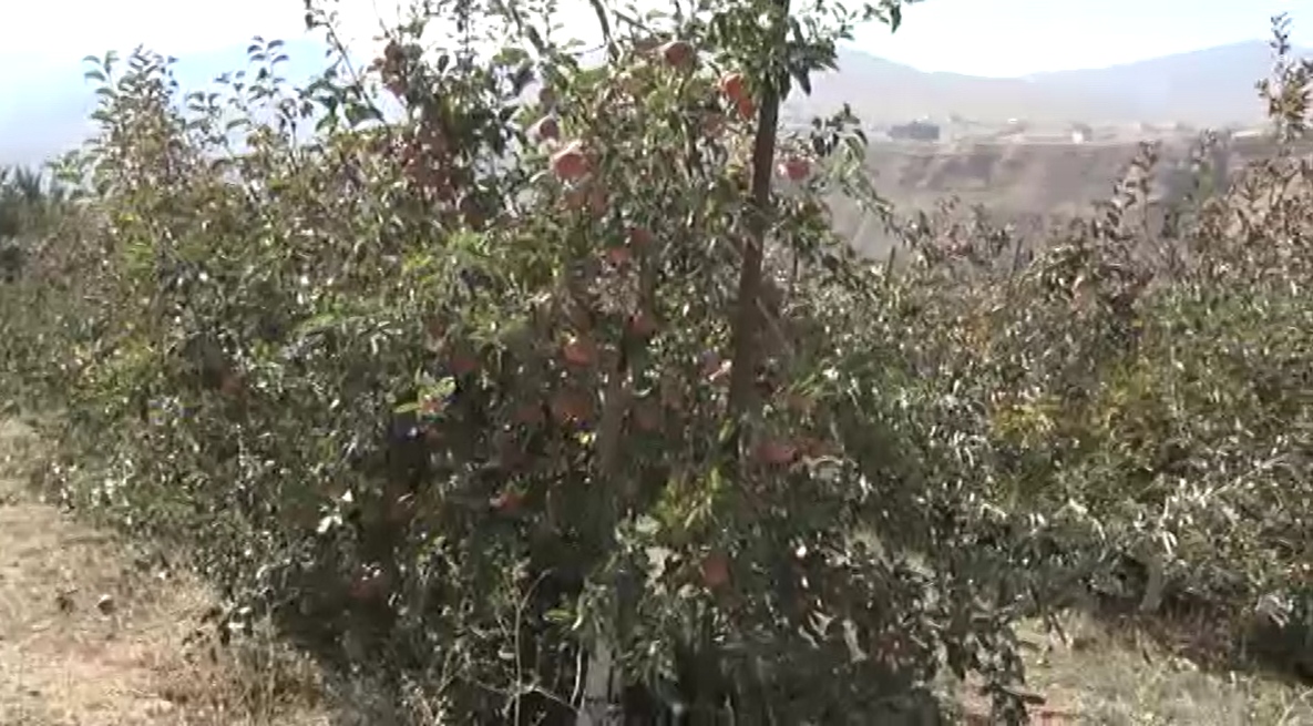 برداشت سیب از باغ های طالقان