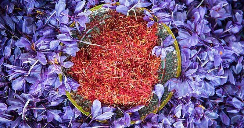 برگزاری دومین جشنواره شکرانه برداشت زعفران در دزپارت برگزاری دومین جشنواره شکرانه برداشت زعفران در دزپارت