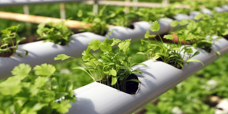 تحقق جهش تولید با توسعه علمی بخش کشاورزی خوزستان تحقق جهش تولید با توسعه علمی بخش کشاورزی خوزستان