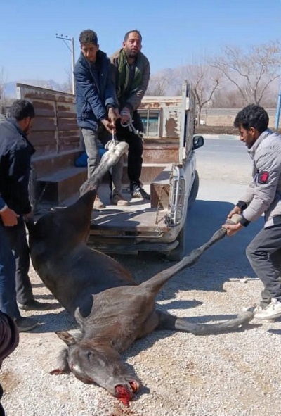 تلف شدن یک راس اسب در اثر برخورد با خودرو پژو پارس