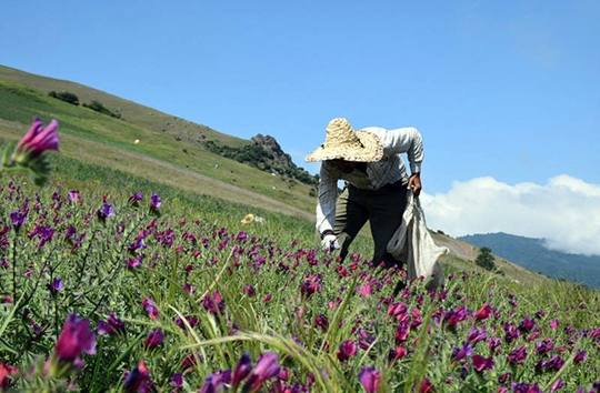 کشت گیاهان دارویی در ۳۰۰ هکتار از مراتع عشایری همدان