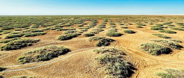 احیای ۵۰۰ هکتار از اراضی بیابانی همدان احیای ۵۰۰ هکتار از اراضی بیابانی همدان