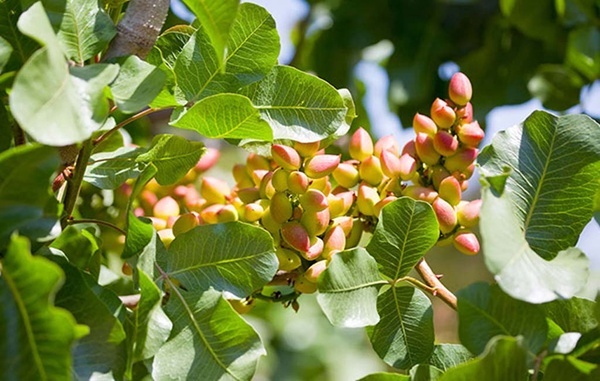 کاهش ۲۰ درصدی برداشت پسته در خواف